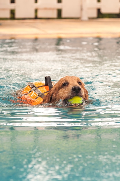 Foto schwimmen des goldenen apportierhunds mit tennins ball in seinem mund