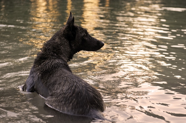 Schwimmen Holland Shepherd