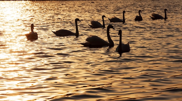 Schwimmen im Morgengrauen der Sonnengruppe Schwäne, viele Schwäne im Frühling des Jahres in den goldenen Strahlen im Morgen- oder Sonnenuntergang, Frühlingszeit auf dem See mit einem Schwarm Schwänen