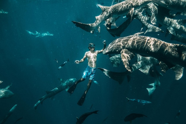 Foto schwimmen mit den haien