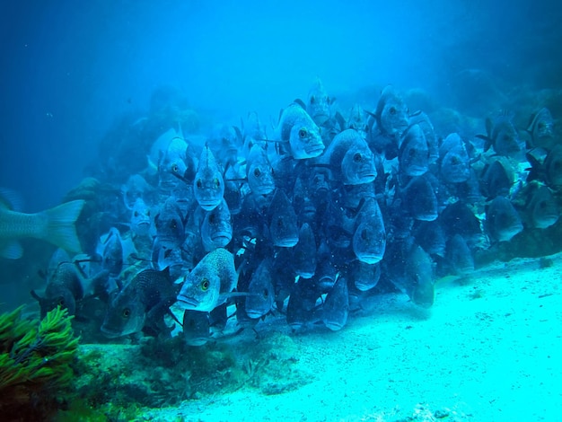 Schwimmen mit Meerestieren im Hol Chan Marine Reserve Belize