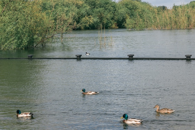 Schwimmende Enten auf einer überfluteten Böschung