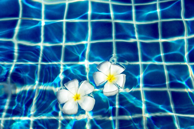Schwimmende Frangipani-Blüten im Pool