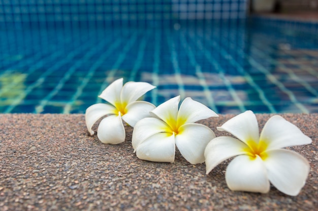 Schwimmende Frangipani-Blumen im Pool