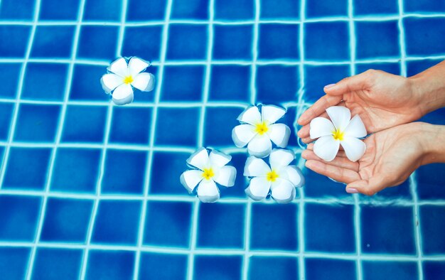 Schwimmende Frangipani-Blumen im Pool
