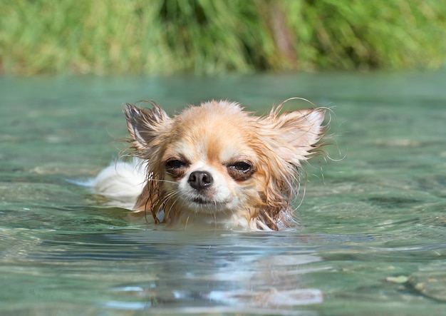 schwimmender chuhuahua Gott im Fluss