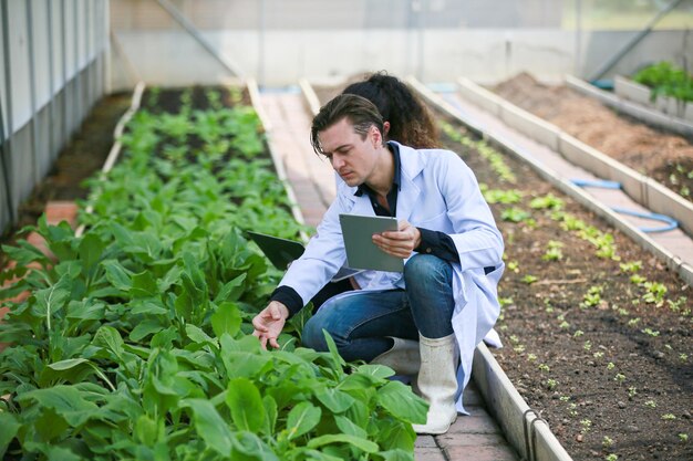 Scientis está analizando plantas vegetales orgánicas en concepto de invernadero de tecnología agrícola