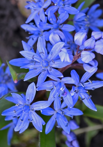 Foto scilla bifolia