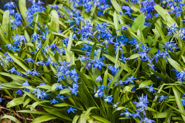 Scilla-Blüte