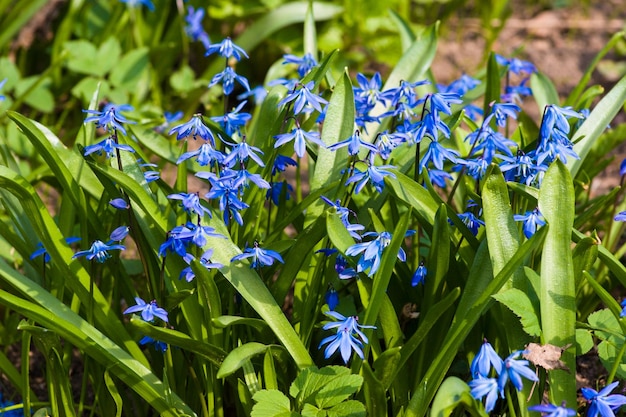 Scilla-Blüte