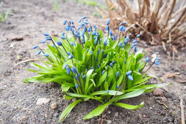 Scilla é um gênero de plantas herbáceas perenes formadoras de bulbos da família Asparagaceae, subfamília Scilloideae, às vezes chamadas de squills em inglês. Flores azuis em um leito de flores no início da primavera.