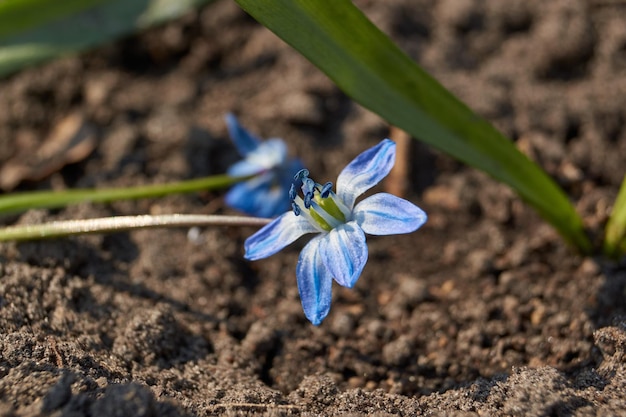 Scilla lat Scilla blüht auf dem Rasen im Garten