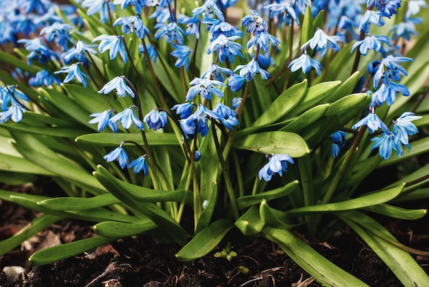Scilla siberica (Sibirischer Meerzwiebel, Saphirstern, Holzzwiebel) blaue Blumen im Frühlingsgarten