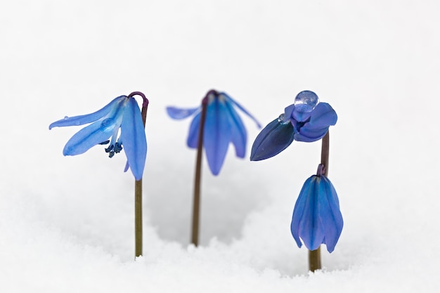 Scilla sibirica im Garten