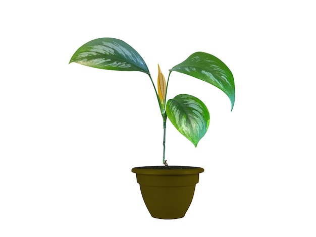 Scindapsus officinalis o plantas de olla de pipul aisladas sobre un fondo blanco