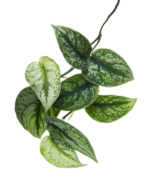 Scindapsus pictus Blätter, Satin Pothos Pflanze isoliert auf weißem Hintergrund, mit Beschneidungspfad