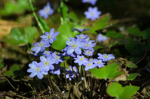 Sclla floreciente en primavera en el primer plano del bosque