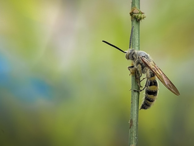 Scoliidae-Wespe Gelbhaarige Blumen-Wespe