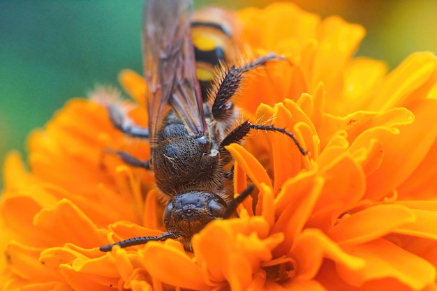 scoliidae Wespe Nahaufnahme Makro Premium-Foto