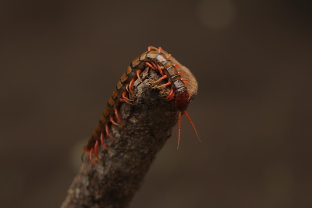 Scolopendra subspinipes é uma espécie de centopéia muito grande encontrada em todo o leste da Ásia