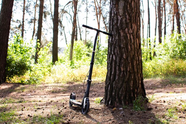 Scooter adulto en un bosque de pinos