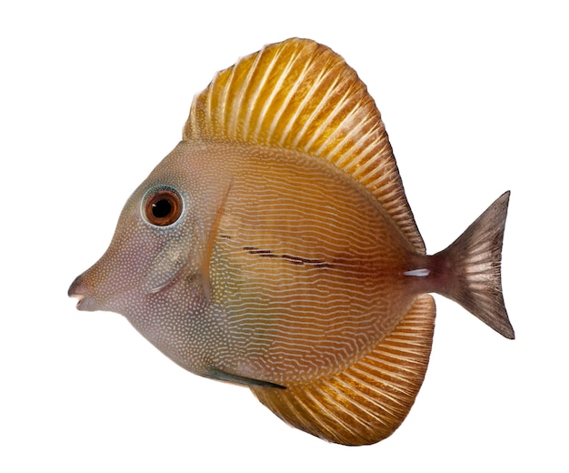 Scopas Tang o Twotone Tang, Zebrasoma scopas, en blanco aislado