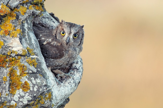 Scops owl olhando para fora do ninho. otus scops.