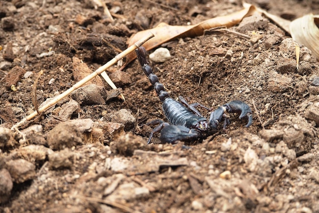 Scorpion es un grupo de animales con ocho pies en el orden Scorpiones en la clase Arachnida Es uno de los escorpiones más grandes del mundo.