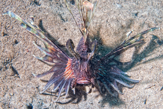 Foto scorpion lion fish-porträt