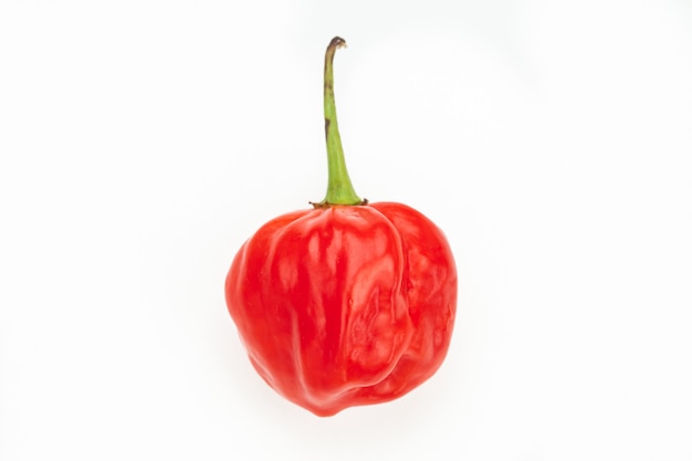 Scotch bonnet pimenta