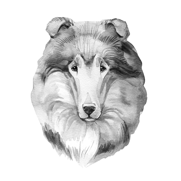 Foto scotch-collie-haustier mit langem fell, pelziges haustier, das die zunge herausstreckt, handgezeichnetes haustierporträt. grafisches clip-art-design eines reinrassigen hundes mit langhaarigem fell. aquarell-hündchen, isoliertes gesicht