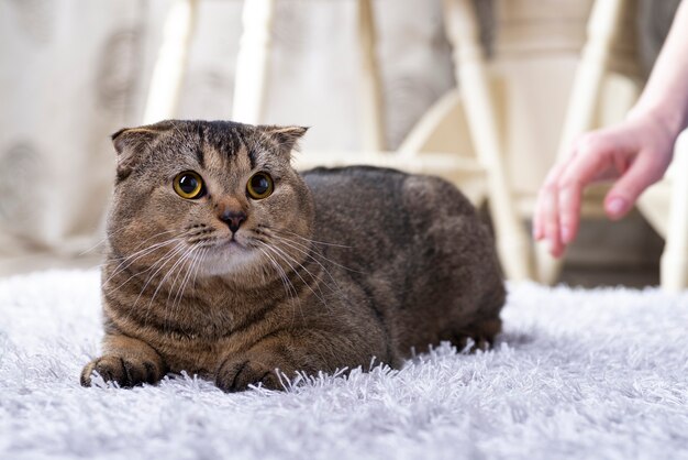 Scotch Fold Cat im Wohnzimmer in der Nähe des Esstisches.