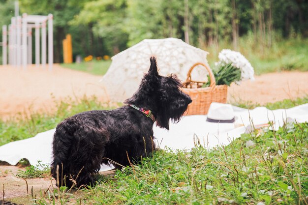 Scotch Terrier bei einem Spaziergang im Park