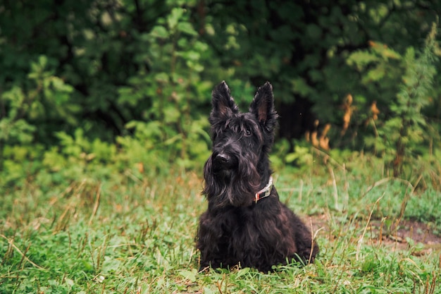 Scotch terrier en un paseo por el parque