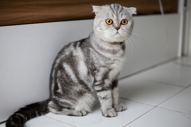 Scottish-Faltenkatze des Porträts im Studio.