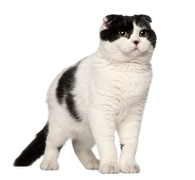 Scottish Fold (6 Monate alt)