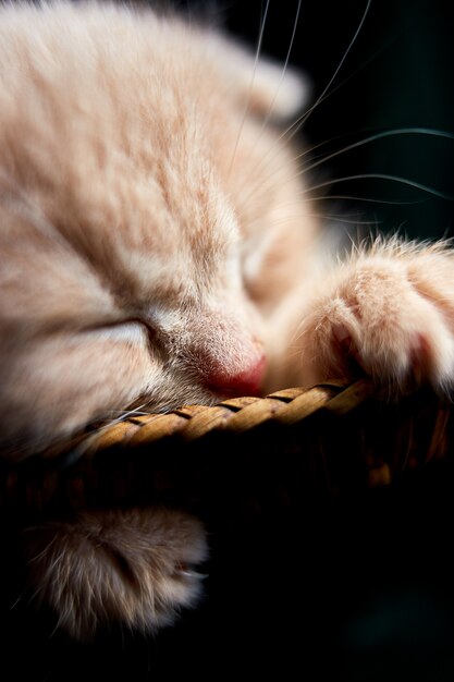 Scottish Fold, British Shorthair gatito durmiendo en el canasto en casa.
