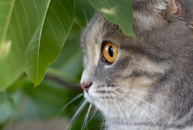 Scottish fold busque al lado algo sobre fondo verde.