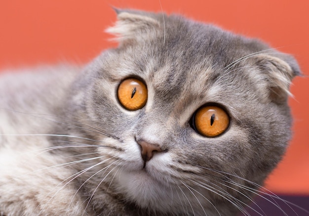 Scottish fold cara de gato grandes ojos naranjas de cerca