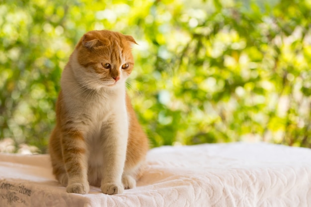 Scottish fold cat, beautiful kitten