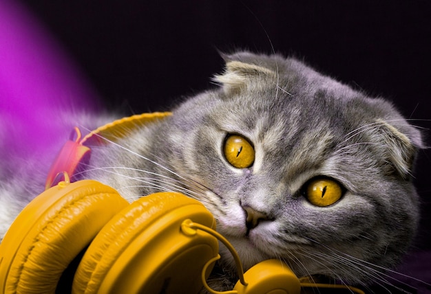 Scottish fold cat se encuentra en los auriculares y se ve gracioso sobre un fondo negro gato escuchando música