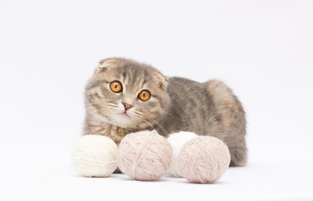 Scottish Fold Cat Kätzchen mit einem Wollknäuel.