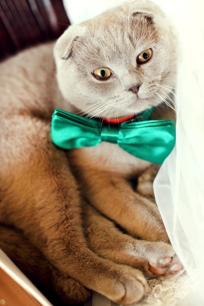 Scottish Fold Cat liegt auf dem Sofa im Zimmer