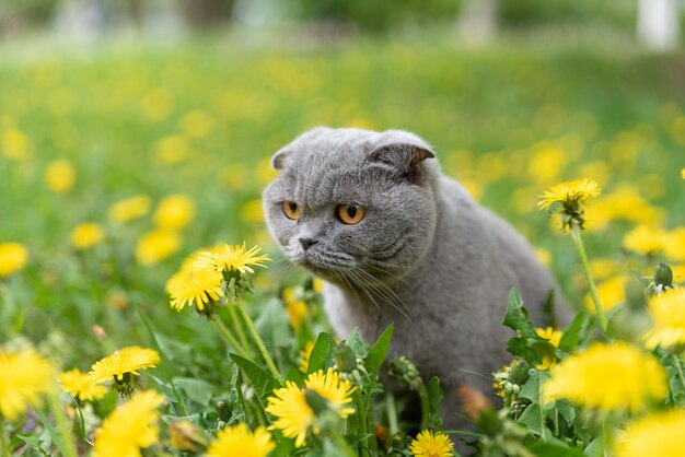 Scottish fold cat en primavera en un claro de diente de león en flor