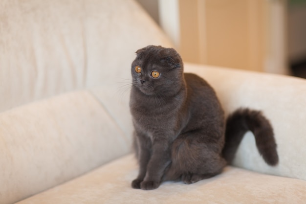 Scottish Fold Cat sitzt zu Hause auf dem Sofa