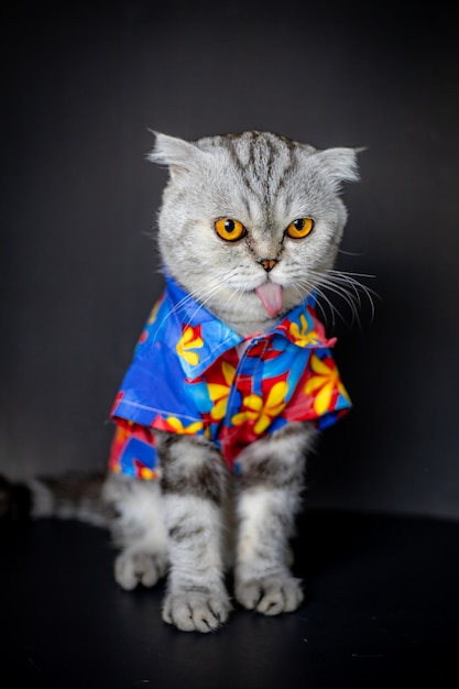 Scottish Fold Cat tragen Blumenhemd.