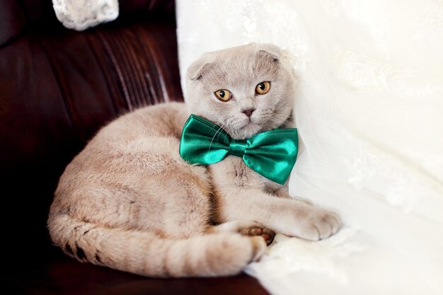 Scottish Fold Cat tumbado en un sofá en la habitación