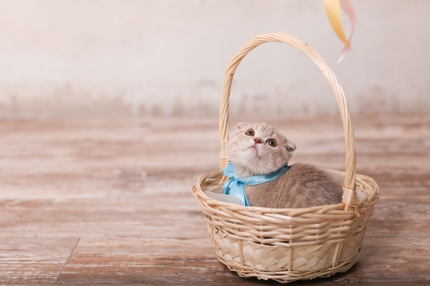 Scottish fold gato e cesta