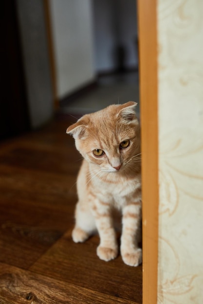 Scottish fold gato jovem ruivo em casa gatinho brincalhão