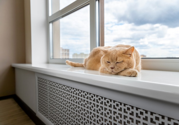 Scottish fold gato rojo se encuentra en el alféizar de la ventana